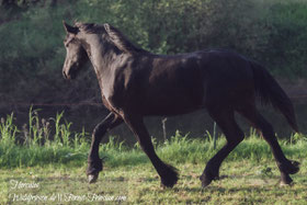 Hercules Anfang Juni 2019 | www.waldfriesen.de www.forest-friesian.com