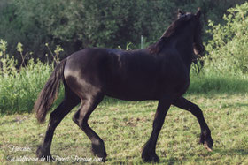 Hercules Anfang Juni 2019 | www.waldfriesen.de www.forest-friesian.com