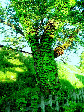 屋久島・・などでなく家の近くの大木。まだまだ自然が残ってますね