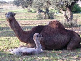 Zoo Tozeur