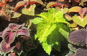 Coleus