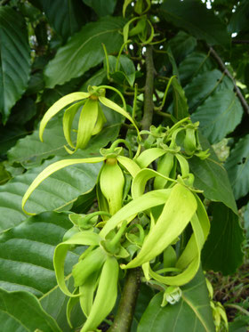 Cananga Odorata Site De Carib Beans Plants Cananga Odorata Site De Carib Beans Plants