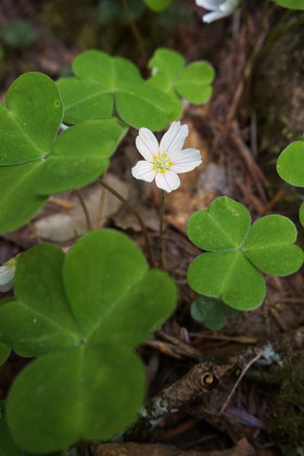 コミヤマカタバミ (小深山酢漿)　カタバミ科