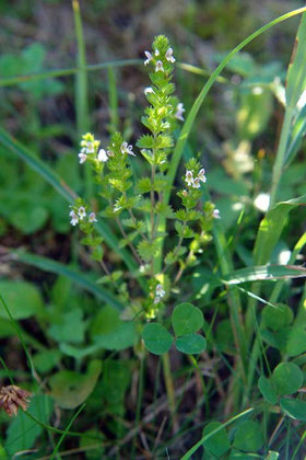 タチコゴメグサ (立小米草)