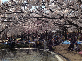 りゅーとぴあの桜(2014/4/13)