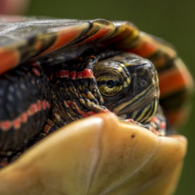 Een close-up van een waterschildpad