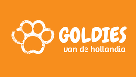 GOLDIES "van de hollandia" Webseite! Golden Retriever im Münsterland 