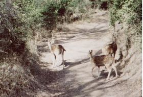 Ranthambore-nationaal-park-herten-tijgers-reserve-India