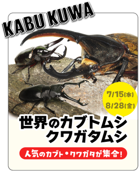 世界のカブトムシ・クワガタムシ