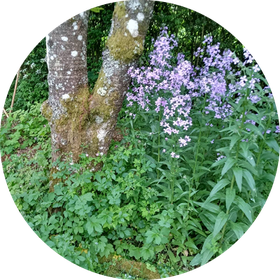 Naturschutzgebiet Holzbergwiesen Stadtoldendorf