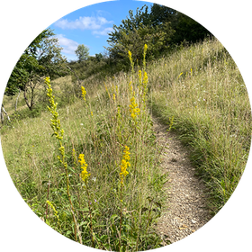Naturschutzgebiet Weper Frededsloh