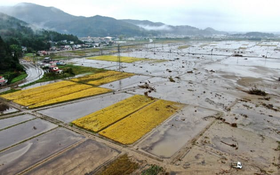 川の氾濫で泥につかった田んぼ。刈り取り前の稲も被害を受けた（19日、宮城県丸森町）＝浦田晃之介撮影.png