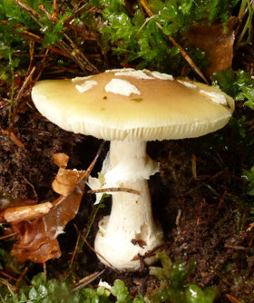 Narzissengelbe Wulstling (Amanita gemmata)