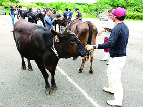 黒島で畜産共進会が開かれた=4日午後