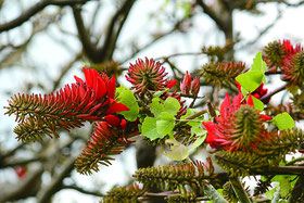 深紅の花を咲かせたデイゴ。これから暖かくになるにつれ、見ごろを迎える=11日午後、石垣市浜崎緑地公園