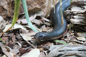Inlandtaipan, Australien