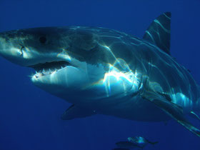 Weißer Hai, Great White Shark