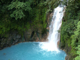 Regenwald der Österreicher