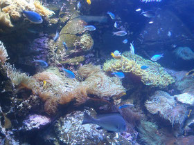 Great Barrier Reef