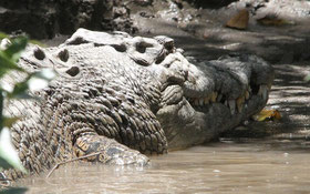 Krokodil, Australien