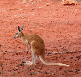 Känguru, Australien