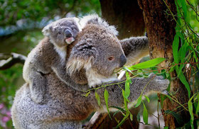 Koala mit Baby