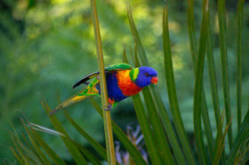Allfarblori, Fauna Australiens, Keilschwanzlori
