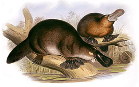 Schnabeltier, von John Gould