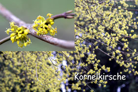 cornus mas