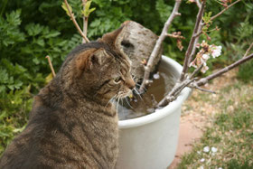 ご近所猫