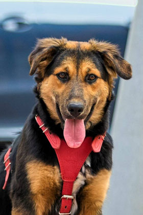 Alma, Weibchen, geb. 3.24, Mischling, schwarz-braun, wird ca 55 cm groß