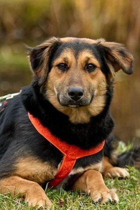 Alma, Weibchen, geb. 3.24, Mischling, schwarz-braun, wird ca 55 cm groß