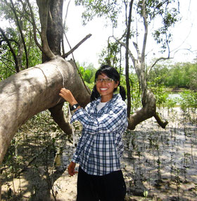 Measuring girth of mangrove trees at Ranong