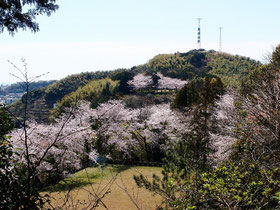 サクラ咲く谷津山