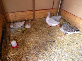 Die drei Gänse brüten fleißig, während die zwei Ganter zur Verteidigung schreiten. Die Gänseküken laufen schon im Stall herum. Sie haben Futter und Wasser zur freien Verfügung.