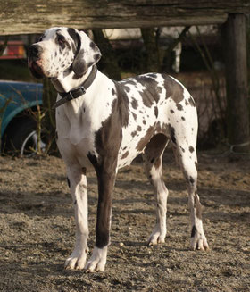 Dogues Allemands Haras De La Fosse Centre D Insemination 77 Equin 77 Etalons Poneys Osteopathe Animalier Julie Fauvet