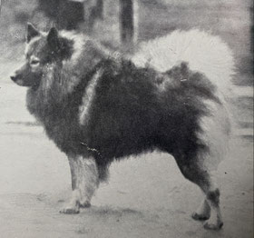 Bart Hardenbroek Keeshond Wolfspitz Netherlands