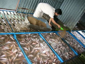 the mekong delta