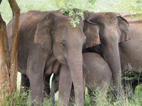 Süd-Sri lanka Rundreise Natur Vogelbeobachtungen Tierbeobachten Wale bird-watching wal-watching Sri Lanka erleben