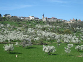 Village d'Hattonchatel et mirabelliers en fleurs Meuse Lorraine