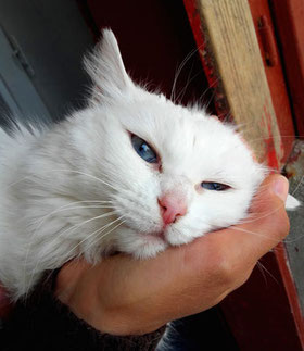 Katze Miko Geb Ca 2011 Eine Echte Schmusebacke Grund