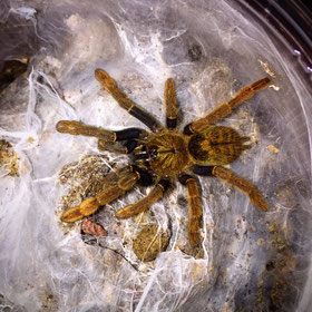 Encyocratella olivacea juvenil Vogelspinne Vogelspinnen Birdspider Birdspiders Tarantula Tarantulas