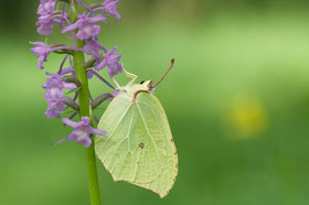 Zitronenfalter haengt an den rosa Blueten einer Orchidee