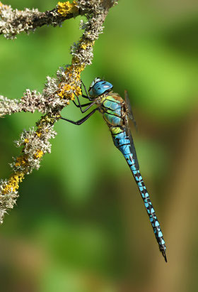 Große Königslibelle (Anax imperator), frisch geschlüpftes Männchen