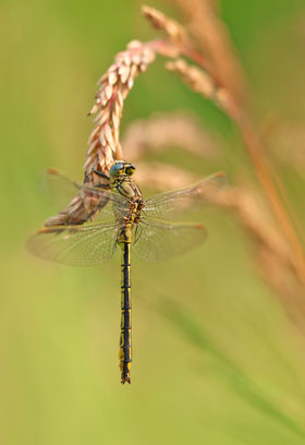 Westliche Keiljungfer (Gomphus pulchellus), Männchen