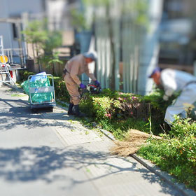 剪定　ツツジ　刈込み　植栽管理