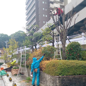 剪定　刈込　ケヤキ　低木　寄せ植え