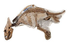 カスモサウルスの赤ちゃんの実物化石　所蔵：アルバータ大学（カナダ） Photographed by John Ulan, © University of Alberta, Faculty of Science.