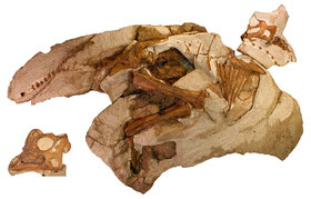 パラサウロロフスの赤ちゃんの実物化石　所蔵：レイモンド・M・アルフ古生物博物館（アメリカ） © Raymond M. Alf Museum of Paleontology