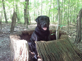 Jungfernheide (Forst)